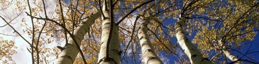 Institutional Investments